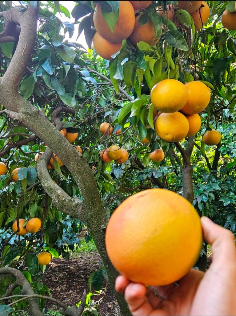 Champs de pomelos